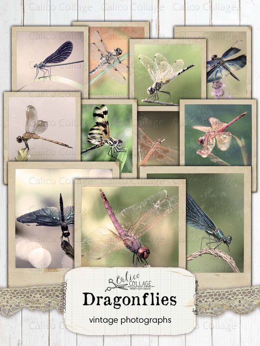 Dragonfly Vintage Photographs, Junk Journal Printable