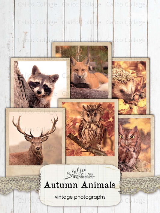 Vintage Autumn Animal Photographs, Junk Journal Printable