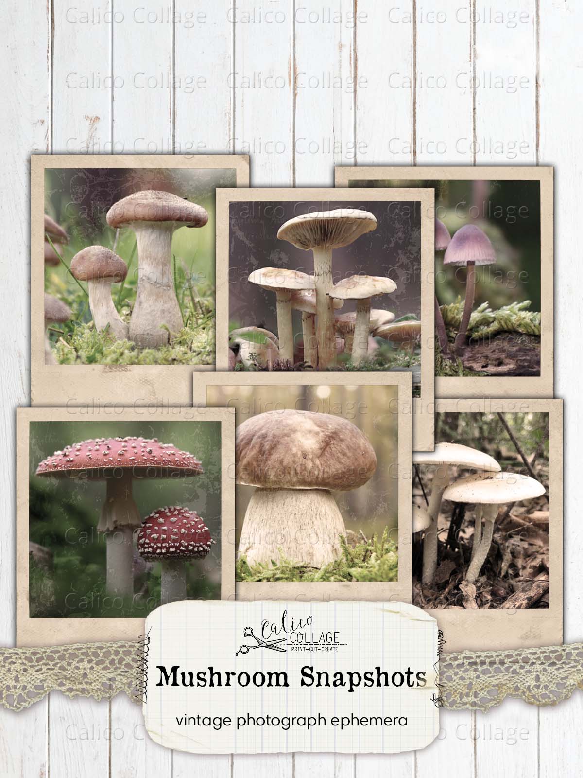 Vintage Mushroom Photographs, Junk Journal Ephemera