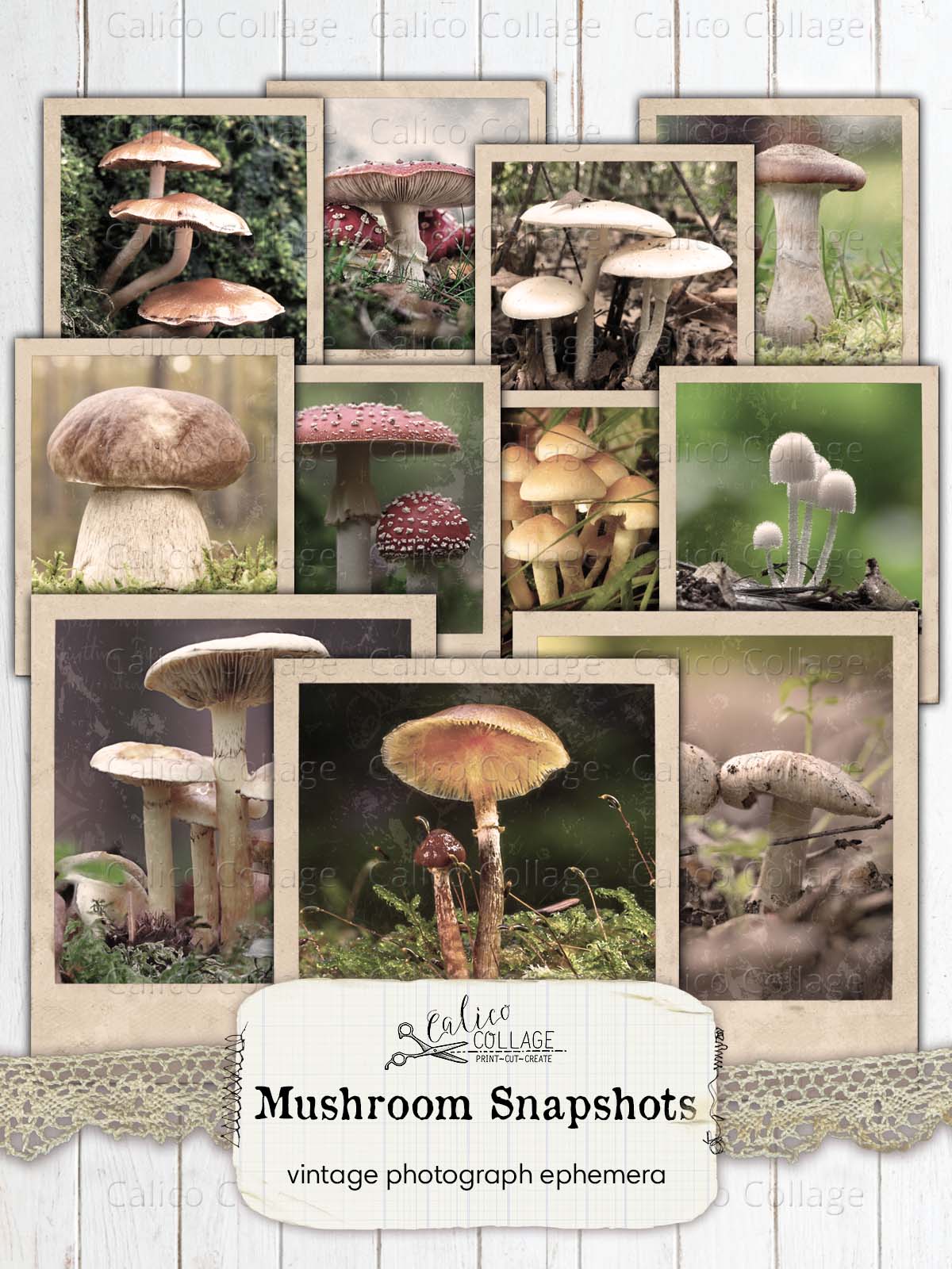 Vintage Mushroom Photographs, Junk Journal Ephemera