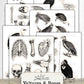 Vultures and Bones Junk Journal Printables